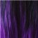 SH1B/PURPLE