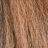 Chestnut
